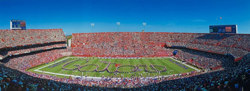 Florida gators fightin gator - florida,